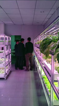 植物工廠高效生產(chǎn)技術(shù)交流會(huì)（e光農(nóng)場站）技術(shù)咨詢紀(jì)要